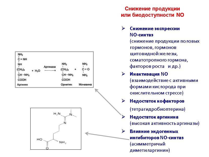 Снижение продукции  или биодоступности NO Снижение экспрессии  NO-синтаз  (снижение продукции половых